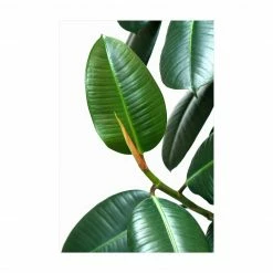 Bilderwelten Gummibaum - 160 x 240 cm - Durchmesser: 240 cm